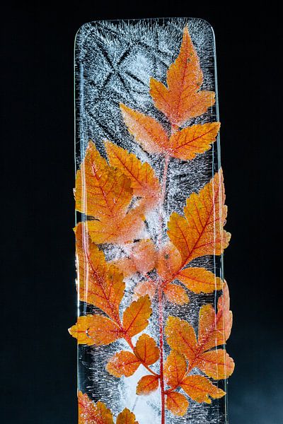 feuilles gelées dans l'eau par Winne Köhn