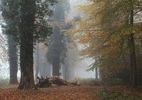 Nebliger Wald III