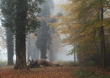Foggy forest III by Vladimir Fotografie