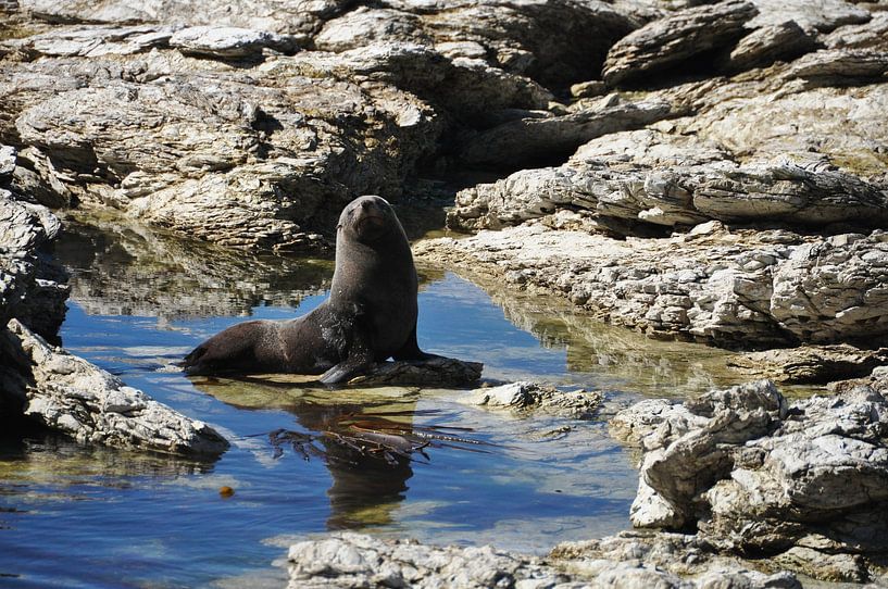 Marine life on the Kaikōura peninsula by Frank Photos