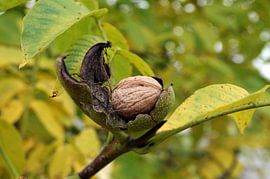Noix fraîche de l'arbre sur cuhle-fotos