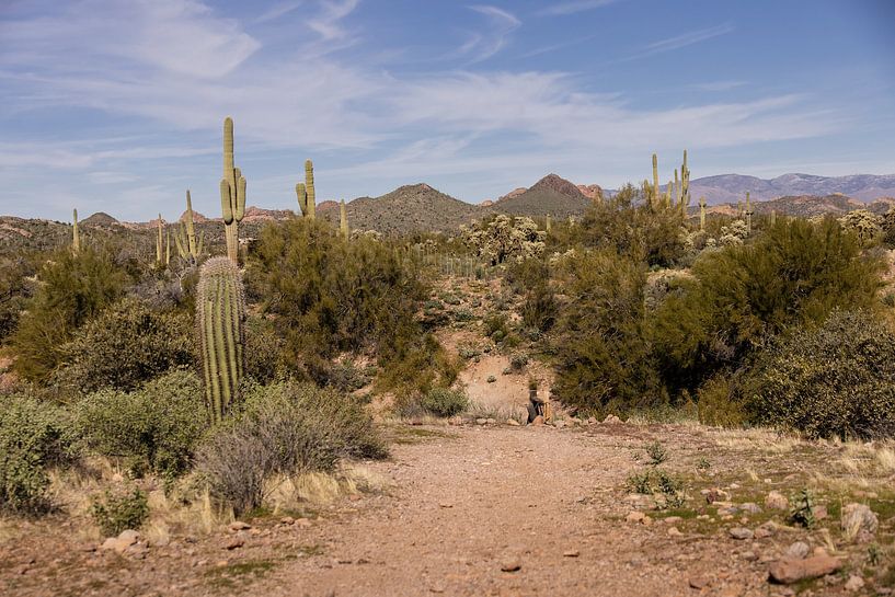 Lost Dutchman State Park en Arizona. par Janny Beimers