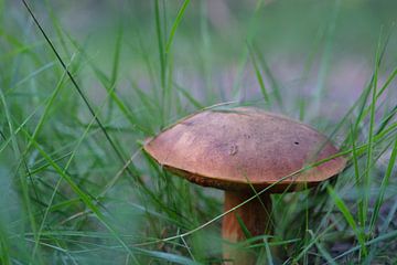 bruine paddenstoel in het gras van Spijks PhotoGraphics