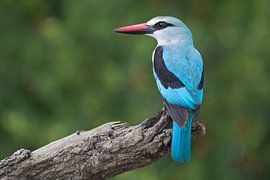 Woodland kingfisher by Marijke Arends-Meiring