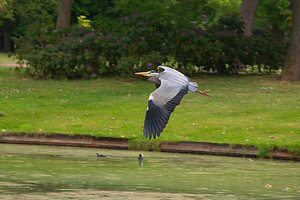 blauwe reiger in volle vlucht