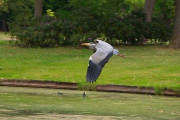 grey heron in full flight by tiny brok