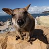 allied rock-wallaby , Petrogale assimilis, Magnetic Island , Queensland, Australia sur Frank Fichtmüller