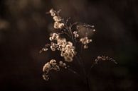 Pluizen plant vintage bruin in avondlicht fotoprint van Manja Herrebrugh - Outdoor by Manja thumbnail
