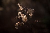 Pluizen plant vintage bruin in avondlicht fotoprint