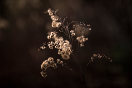 Pluizen plant vintage bruin in avondlicht fotoprint
