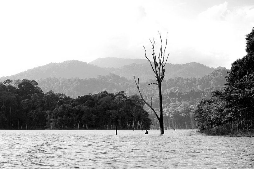 Khao Sok Nationalpark par Levent Weber