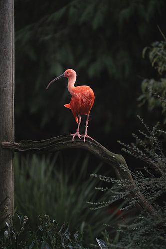 Der rote Ibis schaut mir einfach in die Linse