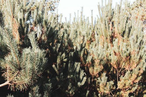 Der Western-Look von Anouk Martens