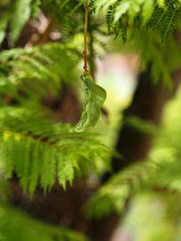 Hanging leaf by Edwin Arendts