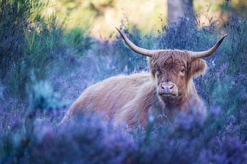 Hooglander op de heide van Thijs Friederich