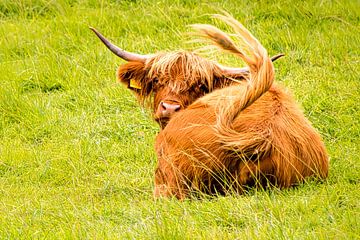Scottish highland cattle by Dieter Walther