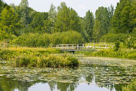 Seerosen und Brücke im Arboretum Poort Bulten bei De Lutte