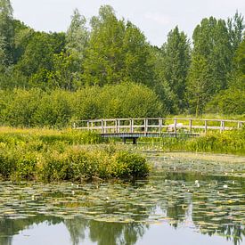 Waterlelies en brug in Arboretum Poort Bulten bij De Lutte