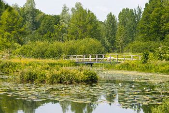 Waterlelies en brug in Arboretum Poort Bulten bij De Lutte