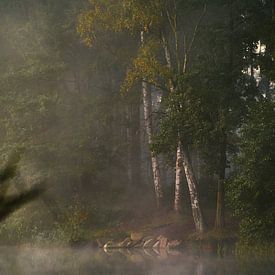 Ambiance matinale automnale dans la forêt sur Florian Kunde