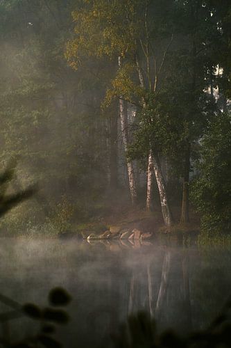 Herfstige ochtendsfeer in het bos