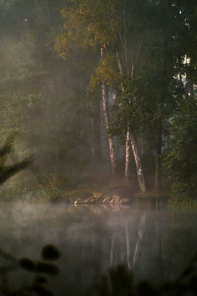 Ambiance matinale automnale dans la forêt par Florian Kunde