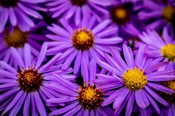 Wunderschöne Blütenpracht im heimischen Garten von Oliver Hlavaty