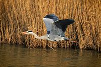 Grey Heron
