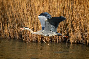 Reiger van Joost van Doorn