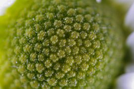 macro photography