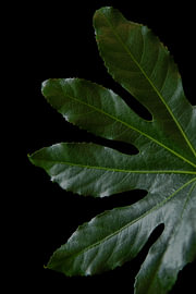 Natural Form van Cindy Coenen Fine Art