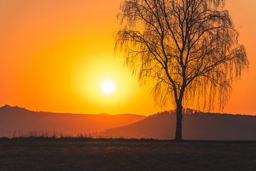Sonnenuntergang im Frühling mit kahlen Bäumen von Catrin Grabowski