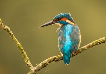 Kingfisher, Alcedo atthis. A Portrait. by Gert Hilbink