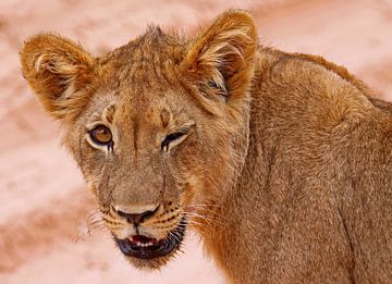 Young lion - Africa wildlife by W. Woyke