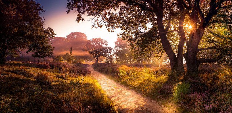 Wandelpad op de Sallandse heuvelrug van Martijn van Steenbergen