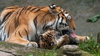 Tigre de Sibérie : Parc animalier d'Amersfoort par Loek Lobel Aperçu