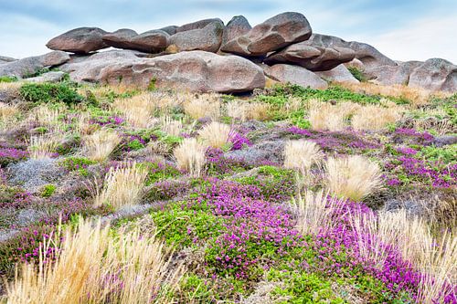 Heathrow near Ploumanach, in Brittany, France