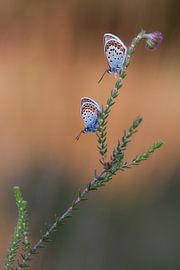 vlinder by Daan de Vos