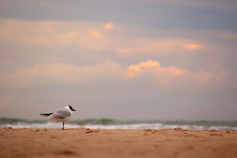 Meeuw op het strand bij zonsondergang (1) van Ingrid Meuleman