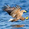 White-tailed eagle or sea eagle with talons out catching a fish by Sjoerd van der Wal