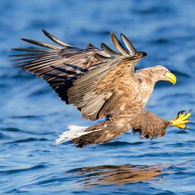 White-tailed eagle or sea eagle with talons out catching a fish by Sjoerd van der Wal