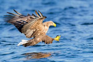 Pygargue à queue blanche ou aigle de mer, serres déployées pour attraper un poisson. sur Sjoerd van der Wal Photographie