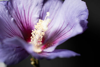 Paarse hibiscus in macro