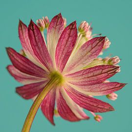 Cheerful colourful square with a Zeeland knot (Astrantia Major) by Marjolijn van den Berg