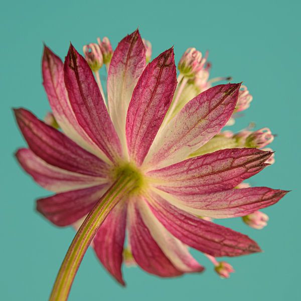 Fröhliches buntes Quadrat mit Zeelandknoten (Astrantia Major) von Marjolijn van den Berg