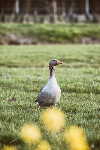 Een gans in de groene weide