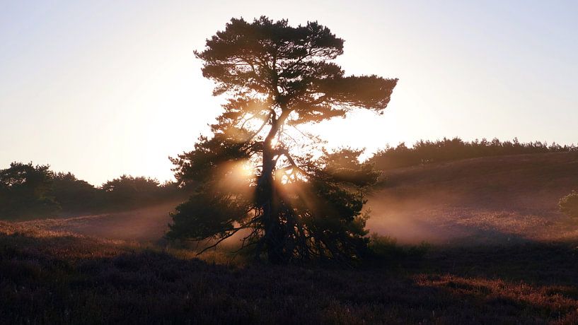De Boom En De Zon par Daphne Photography