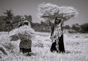 Women in Rajasthan harvesting crops van Koen Hoekemeijer