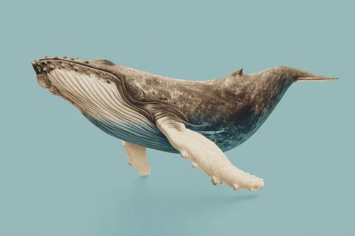 Whale in Silent Blue Space