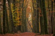 Bomenlaan met een schuine boom van Moetwil en van Dijk - Fotografie thumbnail